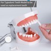 faruijie Detachable Teeth for Typodont - 32 PCS Removable Teeth