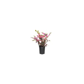Loropetalum Ruby I 3 Live Quart Size Plants I Chinese Fringe Flower I Vivid Red Leaves with Pink Blooms, Ideal for Hedges, Borders, and Decorative Plantings