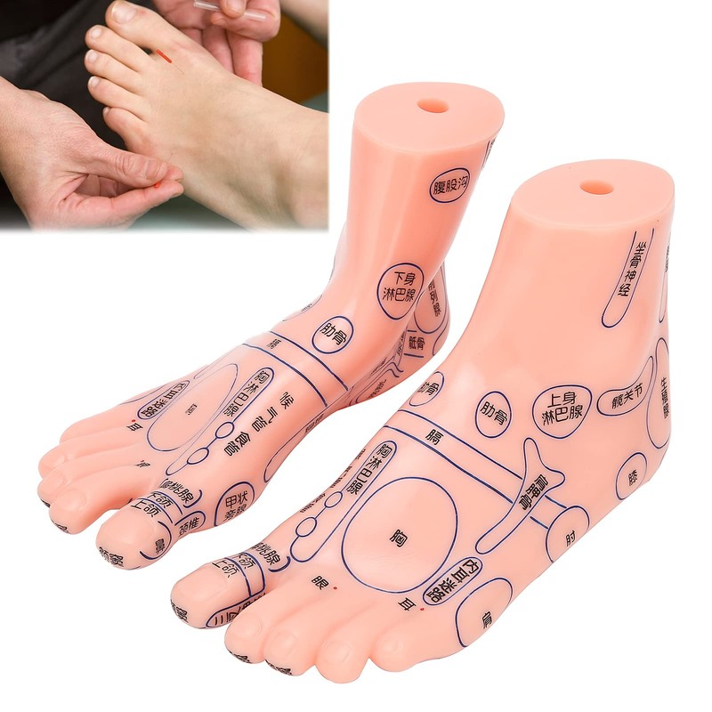 Foot acupoint model, foot point model PVC eco-friendly educational tool