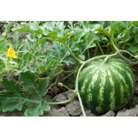 Back To Nature Seed Company Sugar Baby Watermelon - Non Gmo - Organic Watermelon Seeds - Delicious & Sweet - 30+ Seeds