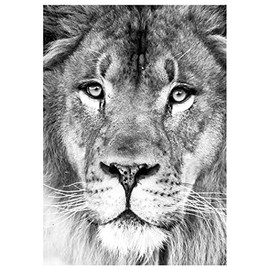 Will Davis Studios Lion Close Up Black & White Fine Art Photography All Occasion Greeting Card. (Blank Inside)