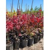 Emperor 1 Red Japanese Maple - Live Plant - (2.5