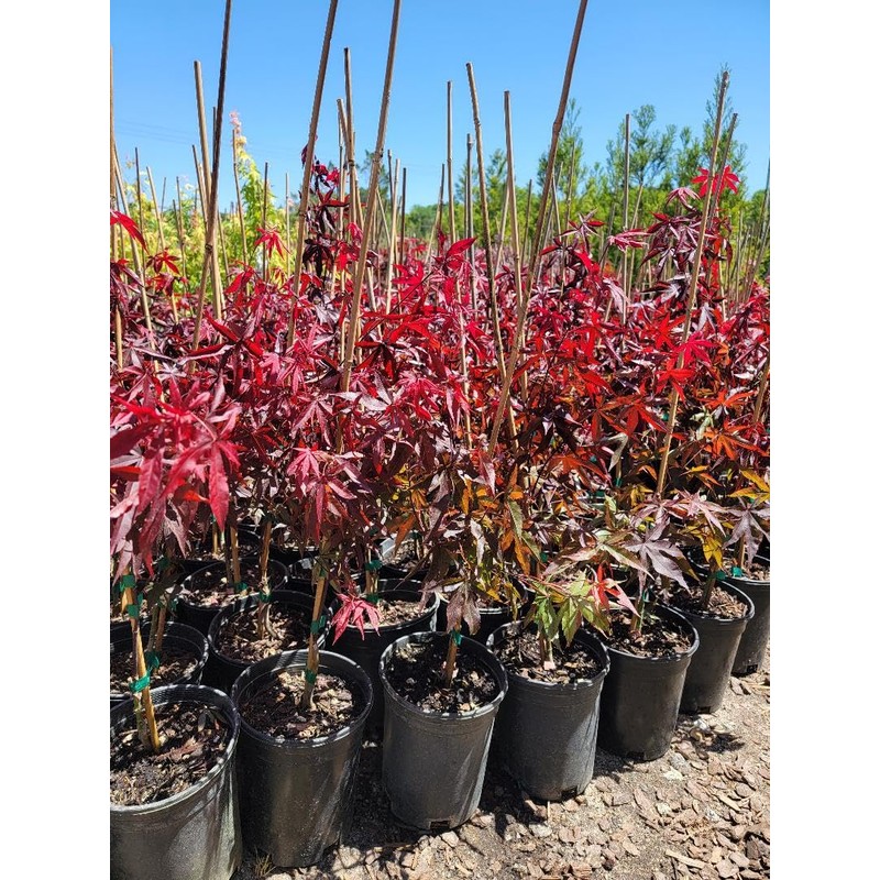 Emperor 1 Red Japanese Maple - Live Plant - (2.5