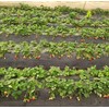 300 Pcs Strawberry Seeds Planting for Outdoor Indoor