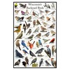 Where's Wildlife Wisconsin's Backyard Birds Poster - Wisconsin Bird Chart