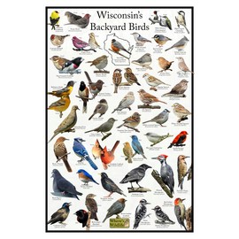 Where's Wildlife Wisconsin's Backyard Birds Poster - Wisconsin Bird Chart Highlighting Birds At Your Bird Feeder (8" x 12")