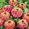 Outsidepride 25 Seeds Annual Zinnia Elegans Queeny Lime Red Flowers
