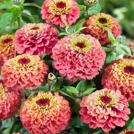 Outsidepride 25 Seeds Annual Zinnia Elegans Queeny Lime Red Flowers for Planting