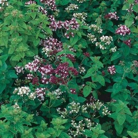 Italian Oregano - 100 seeds! Great for pizzal! COMB. S/H! See our store!