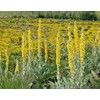 MULLEIN, 1054 SEEDS, WOOLLY MULLEIN, GREAT MULLEIN, VERBASCUM, 6-10' TALL YELLOW