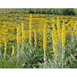 MULLEIN, 1054 SEEDS, WOOLLY MULLEIN, GREAT MULLEIN, VERBASCUM, 6-10' TALL YELLOW