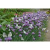 CEMEHA SEEDS - Seeds Chives Onion (Garlic Scapes) Green Non