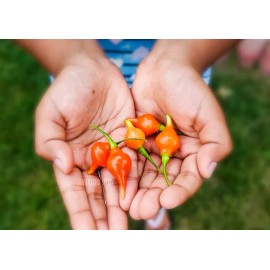Inherited Seeds Biquinho Chilli Pepper Heirloom 75+ seeds, 100% Organic Grown in USA