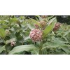 Milkweed Monarchy Bulk Common Milkweed Pods w/Seeds, Asclepias syriaca,Help the