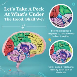 Cross Section Foam Brain Model, Great Educational Tool for Learning & Teaching Human Anatomical Function, Psychology, Biology or Science, Easy to Use & Includes 2 Half Pieces Labeled with Figures