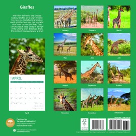 2025 Giraffes Monthly Wall Calendar by Bright Day, 12 x 12 Inch Cute Nature Photography Gift