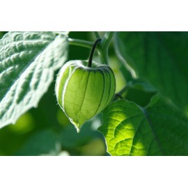 CEMEHA SEEDS - Cape Gooseberry Goldenberry Groung Cherry Green Physalis Non GMO Vegetable for Planting