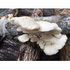 Oyster Mushroom Mycelium Plug Spawn - 100 Count - Grow