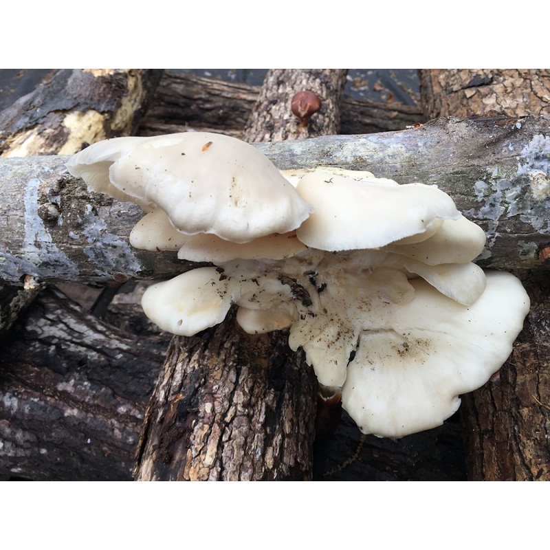 Oyster Mushroom Mycelium Plug Spawn - 100 Count - Grow