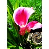 Calla Lily Seeds Beautiful Flowers - 100 Pcs Seeds