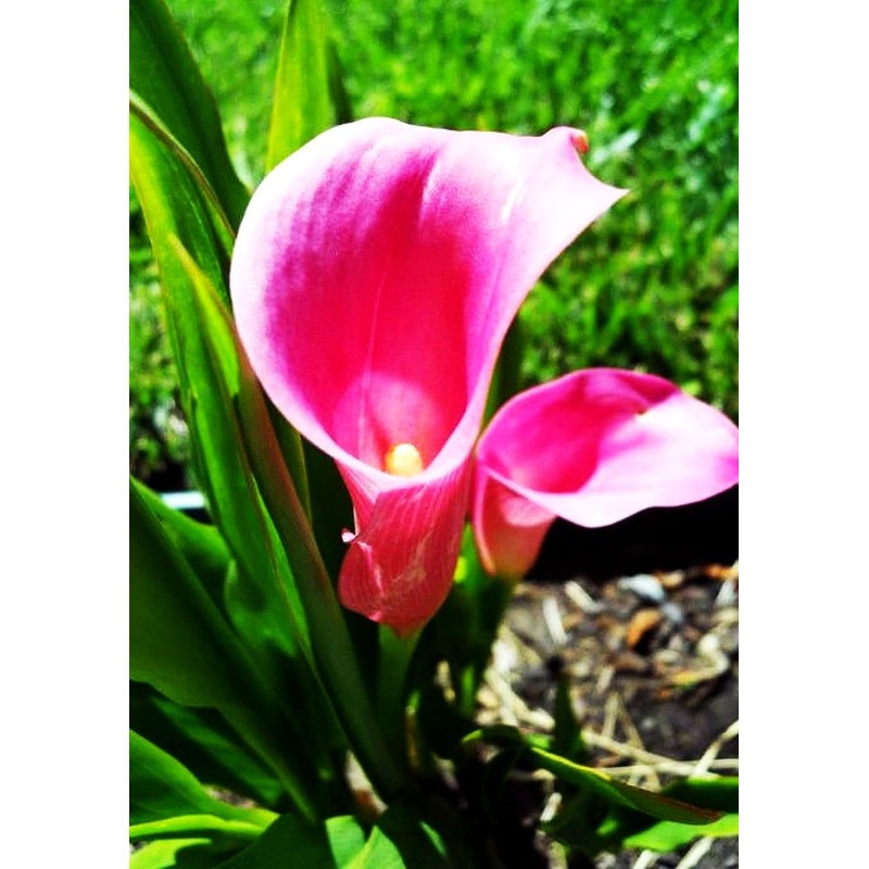 Calla Lily Seeds Beautiful Flowers - 100 Pcs Seeds