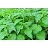 Lowhill Valley Stinging Nettle Root - Urtica dioica for Natural
