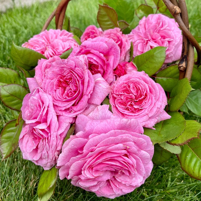 Heirloom Roses Rose Plant - Parfuma® Summer Romance Pink Rose