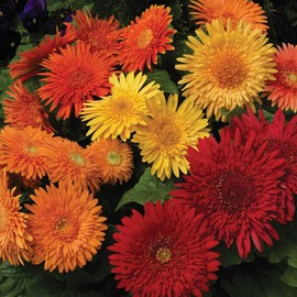 Outsidepride Gerbera Daisy Cartwheel Autumn Colors Flower Seed Mix - 20 Seeds