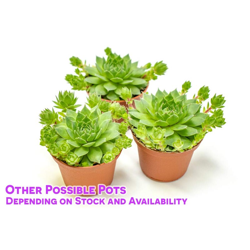 Sempervivum Succulents Plants Live Indoor Plants (3PK), Sempervivum Plants Live
