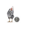 Beeztees Snack Ball, Chicken Accessories, Feeder for Chickens, Snack Ball,