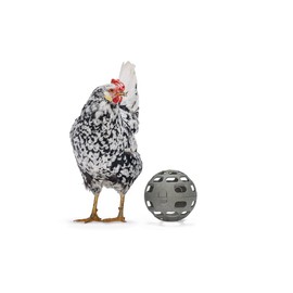 Beeztees Snack Ball, Chicken Accessories, Feeder for Chickens, Snack Ball, 15 cm, Grey