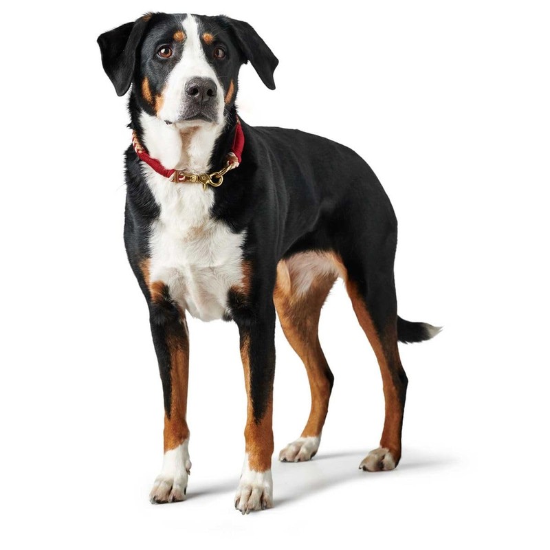 Hunter Tinnum Collar M 45 cm Red/Beige