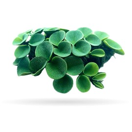 50+ Leaf Velvet Water Spangles (+Mystery Plant) Live Aquatic Floating Plant for Aquarium (salvinia cucullata) by Aquarigram