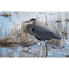 Great Blue Heron Art Unframed Bird Print Nature Photography Marsh Wall Decor Dry Grass Photo