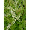 Proven Winners - Itea virginica Little Henry (Sweetspire) Shrub, ,