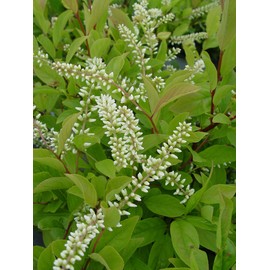 Proven Winners - Itea virginica Little Henry (Sweetspire) Shrub, , #2 - Size Container