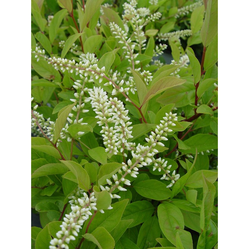 Proven Winners - Itea virginica Little Henry (Sweetspire) Shrub, ,