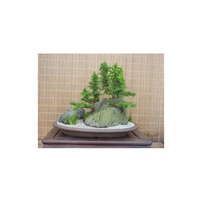 Tree 2 Cryptomeria Yoshino Japanese Cedar Trees - 6-12" Tall