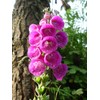 22Day Seeds: Seeds Mullein Foxglove/Spanish Digitalis thapsi/Annual Flowers