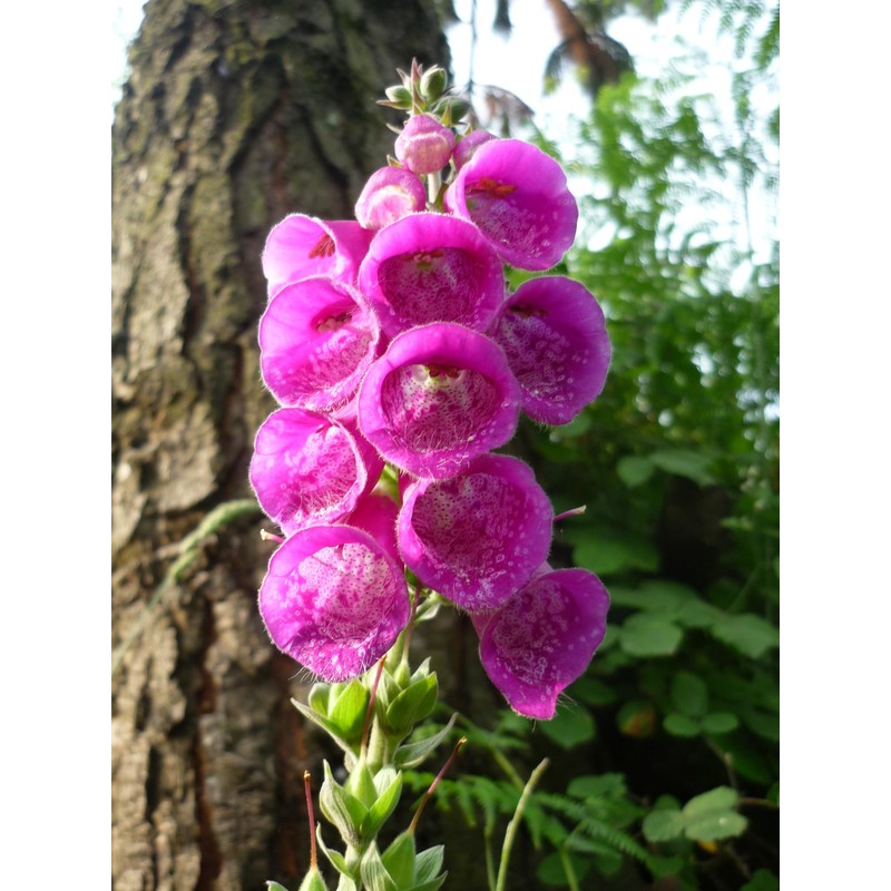 22Day Seeds: Seeds Mullein Foxglove/Spanish Digitalis thapsi/Annual Flowers