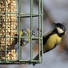 The Nuttery ORGN03 Original Nut Squirrel Proof Bird Feeder, Ocean