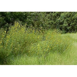 Sharons Florida Partridge Pea Seeds (Chamaecrista fasciculata)  Organic 40 Seeds