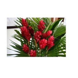 Hawaiian Tropical Flower Plant Roots - Bamboo Orchids - Hibiscus - Ginger -Ti Logs (Red Ginger Root)