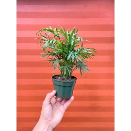 Odd Frond Parlor Palm in 4" Pot - Chamaedorea elegans - Neanthe bella | Live plant
