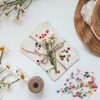 520 Mini Pressed Dried Flowers for Resin Crafts with 5