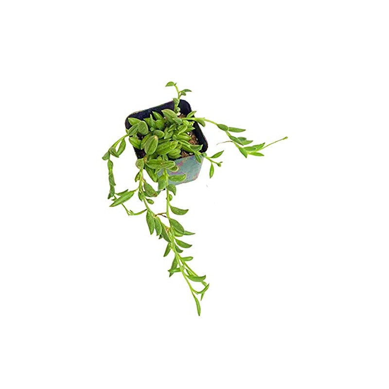 USKC Live Trailing Plants String Plants (2”Pot String of Bananas)