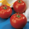 Burpee 'Early Pick VF' Hybrid | Red Beefsteak Slicing Tomato