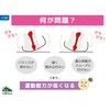 Squid Foot Supporter Relevé Basic with Refill Socks, Medium Size