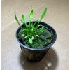Cryptocoryne Parva Crypt Parva Easy Live Aquarium Plants BUY 2