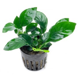 SubstrateSource Anubias Live Aquarium Plants - Potted Freshwater Plant for Fish Tanks, Terrariums - Beginner Friendly Low Light (Barteri Wrinkle Leaf, 3 Pots)